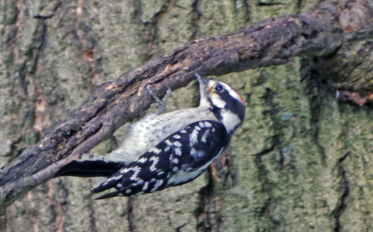 Downy Woodpecker - ML620502996