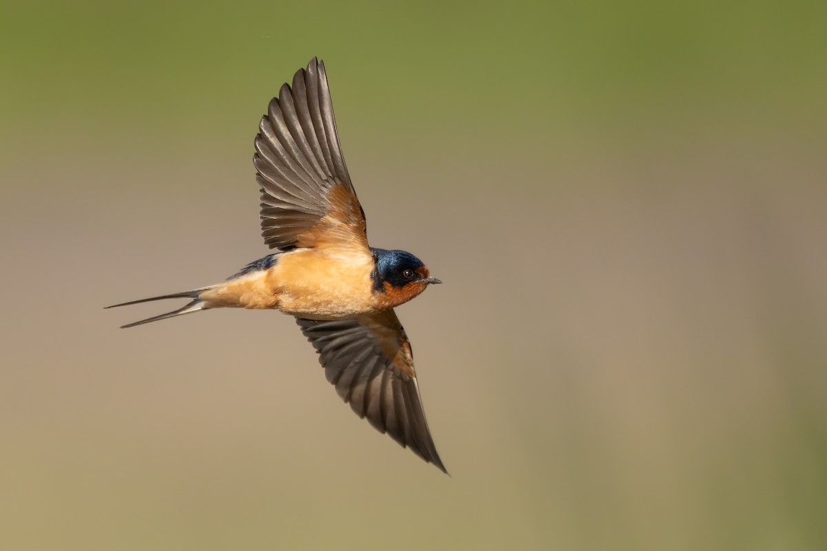 Barn Swallow - ML620502999