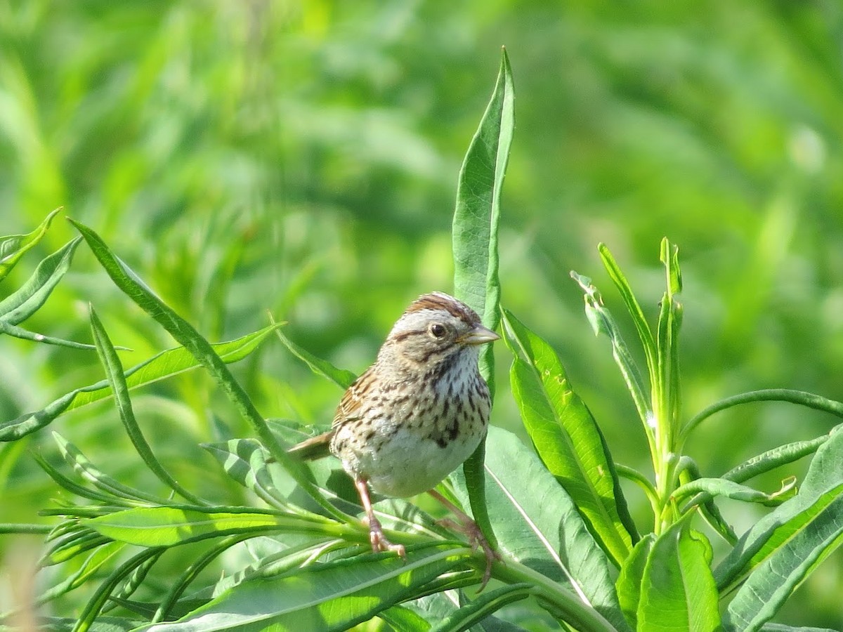 Lincoln's Sparrow - ML620503002