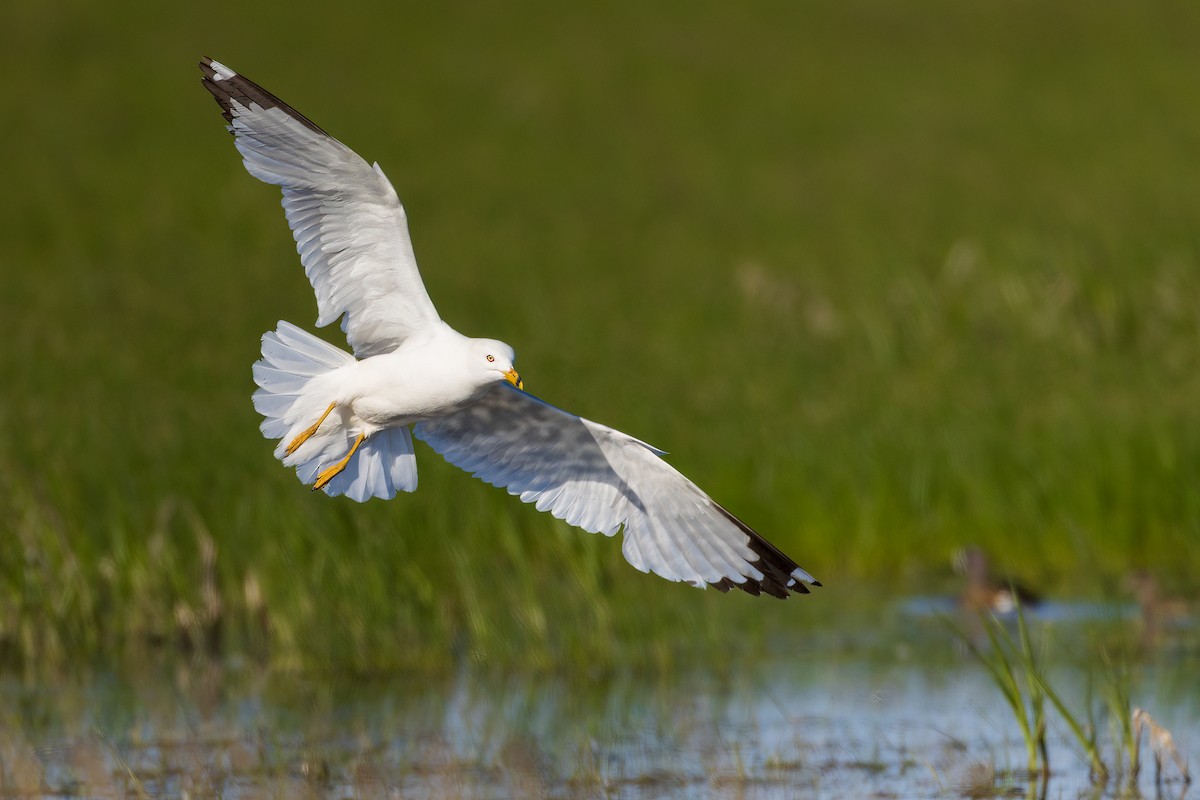 Ring-billed Gull - Jeff Dyck