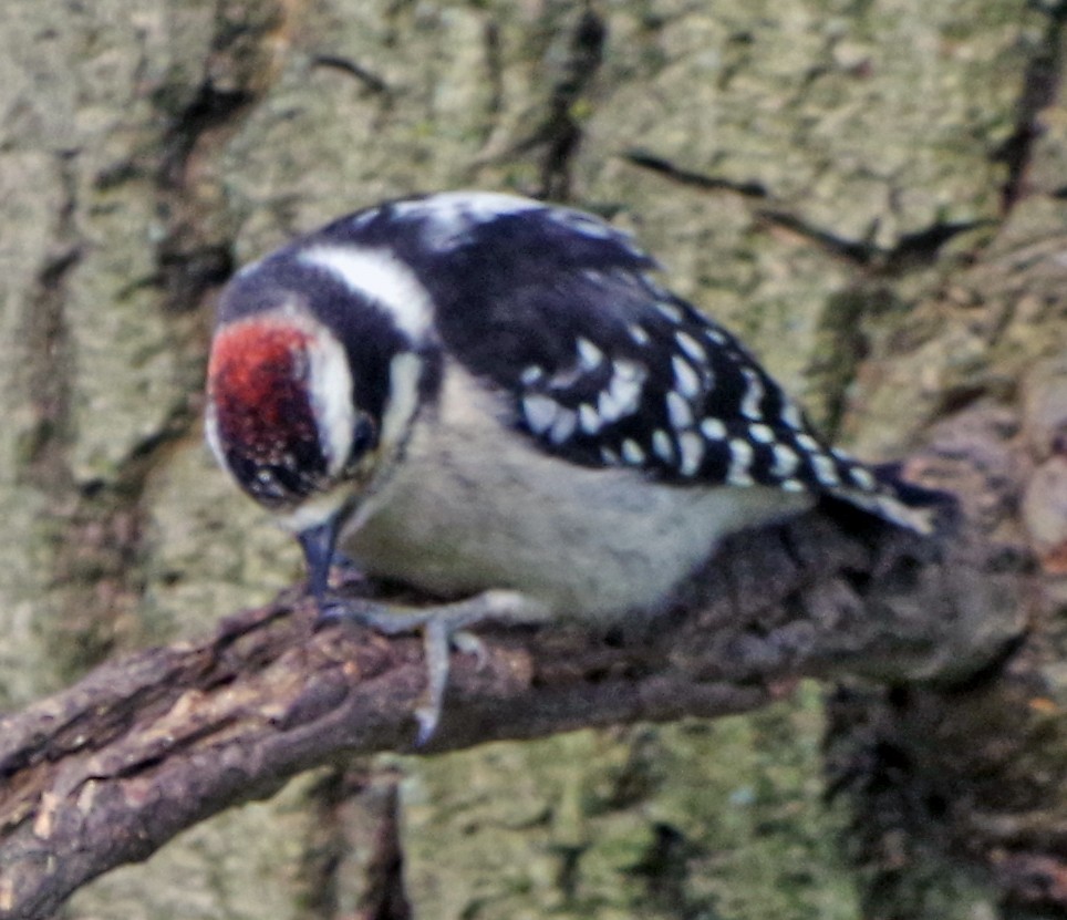 Downy Woodpecker - ML620503008