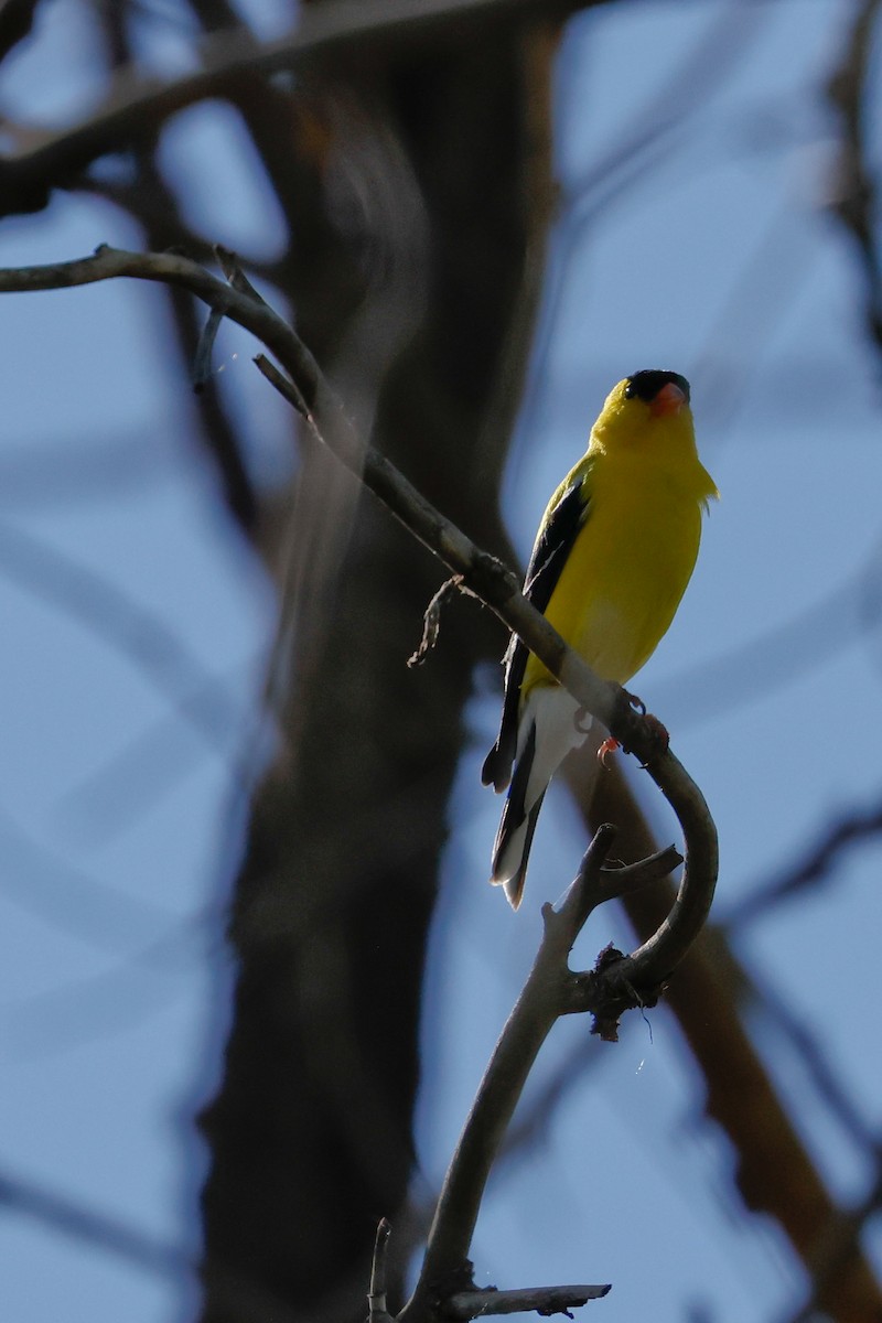 American Goldfinch - ML620503011