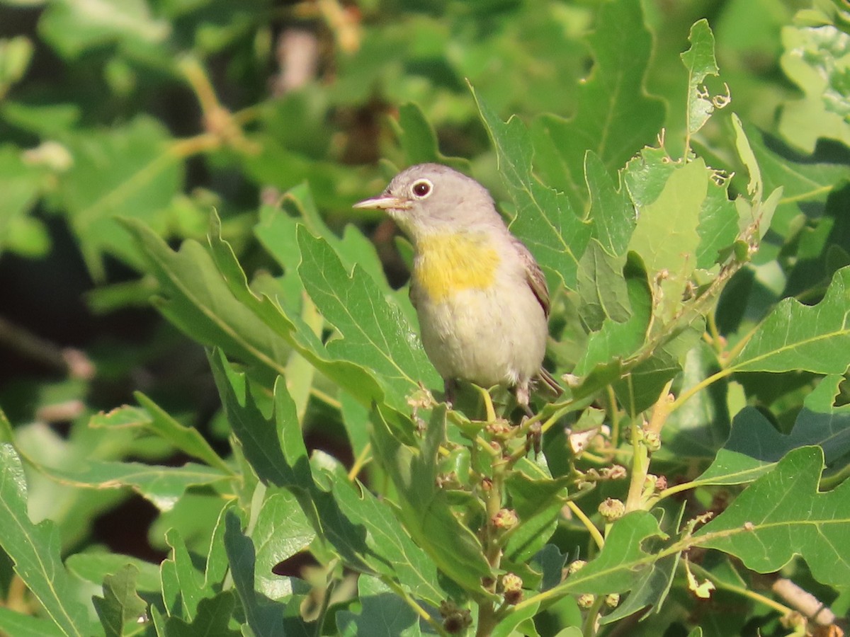 Virginia's Warbler - ML620503012