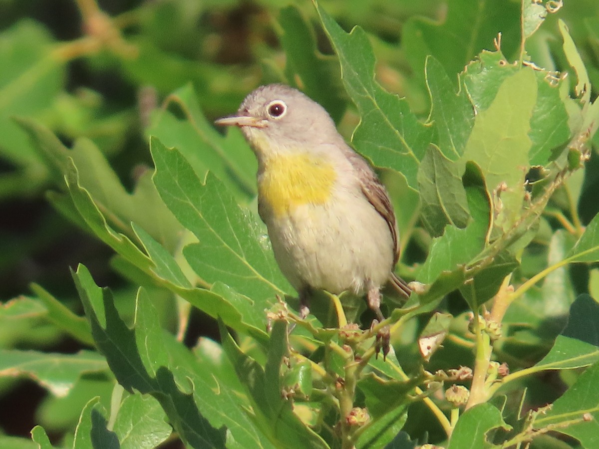 Virginia's Warbler - ML620503013