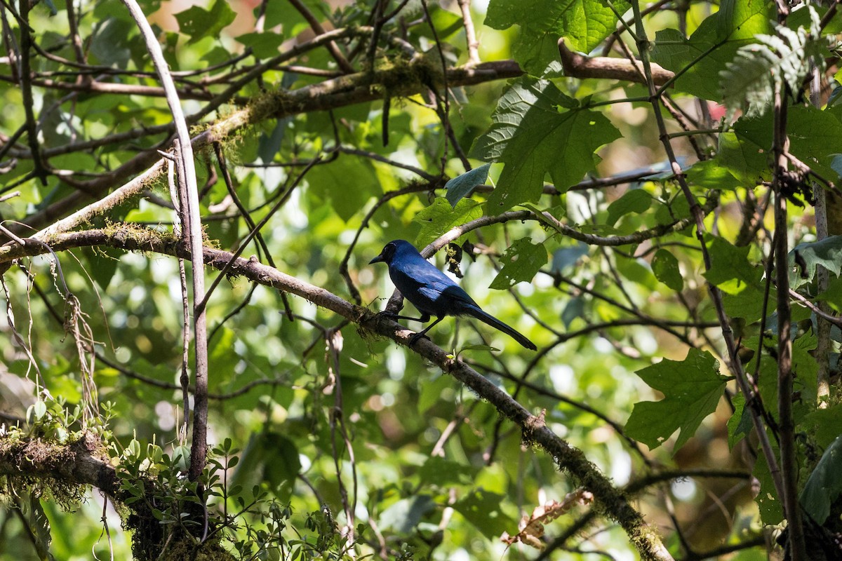 Black-throated Jay - ML620503016