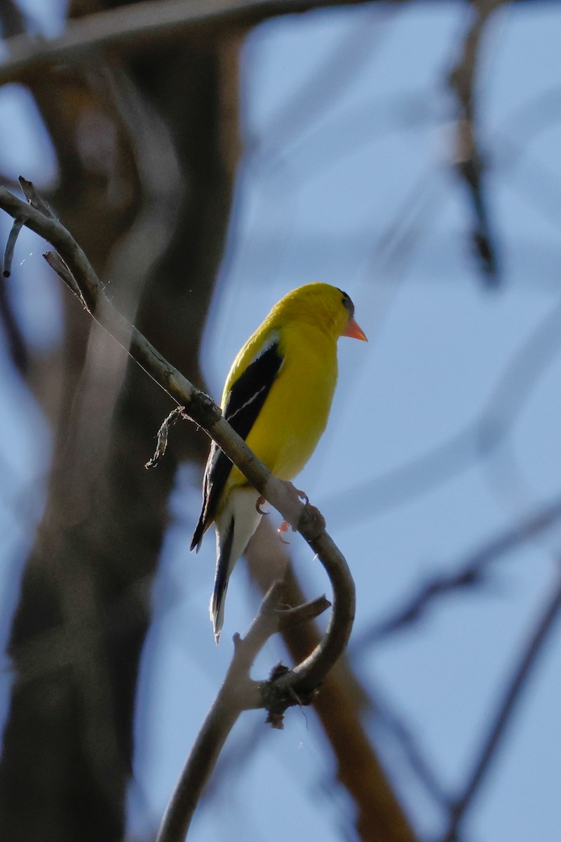 American Goldfinch - ML620503017