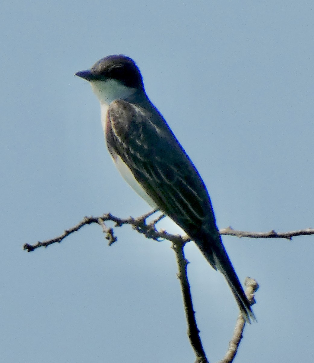 Eastern Kingbird - Connee Chandler