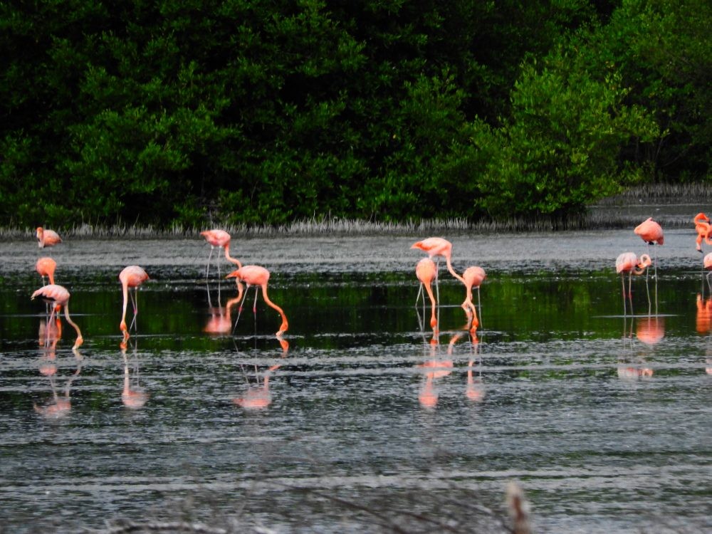 Amerika Flamingosu - ML620503021