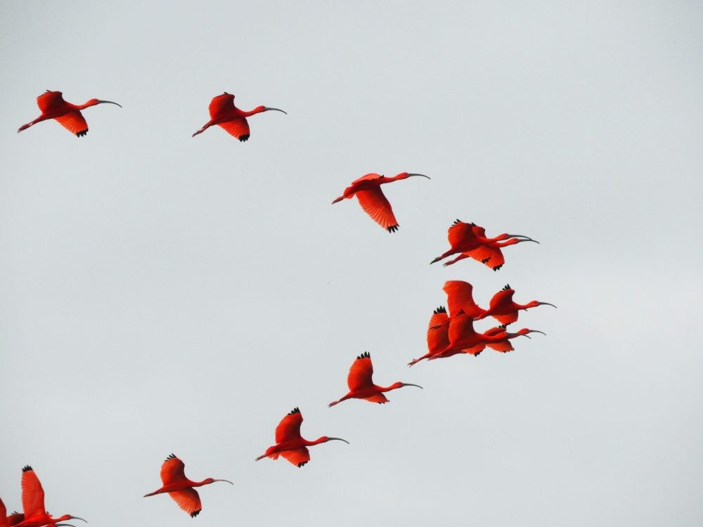 Scarlet Ibis - ML620503025