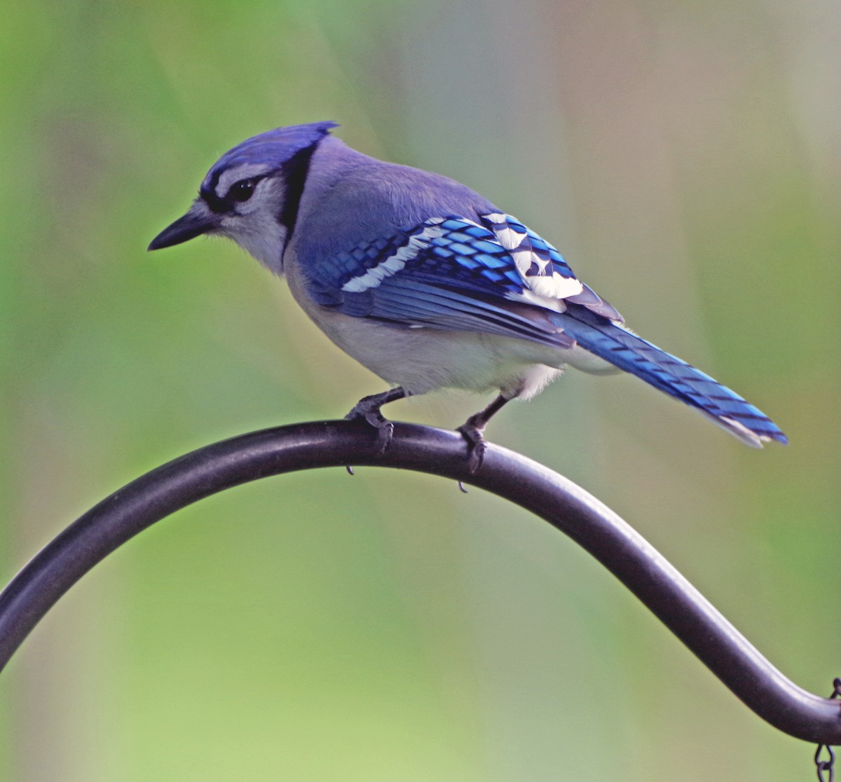 Blue Jay - ML620503030