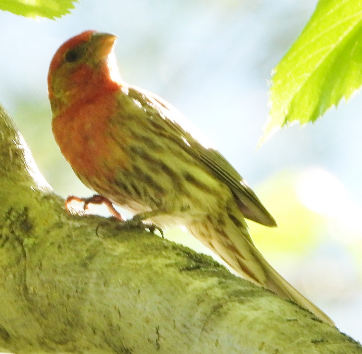 House Finch - ML620503031