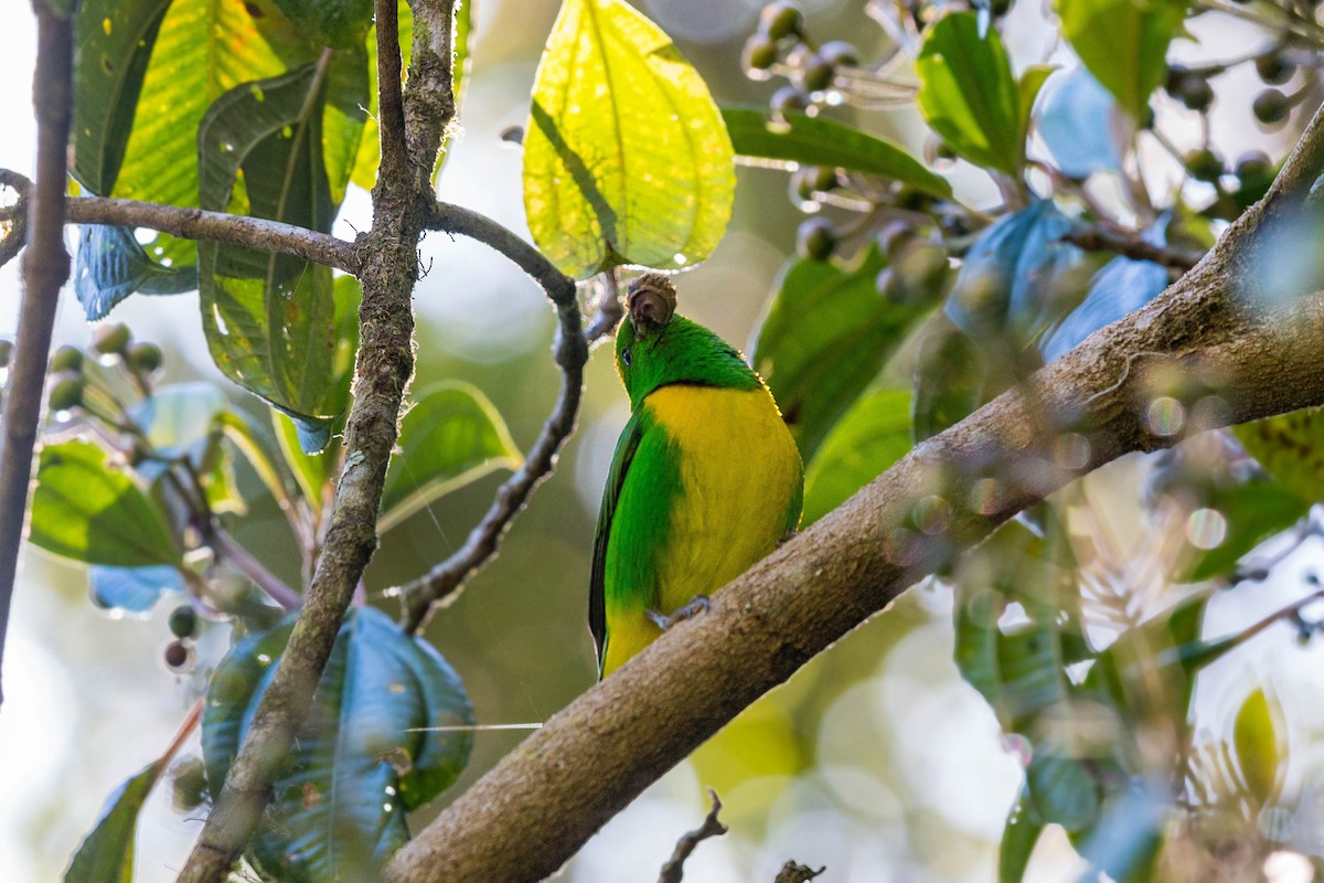 Blue-crowned Chlorophonia - ML620503033