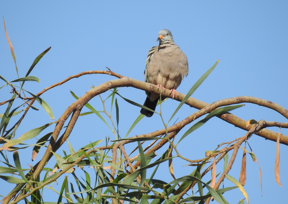 Croaking Ground Dove - ML620503037