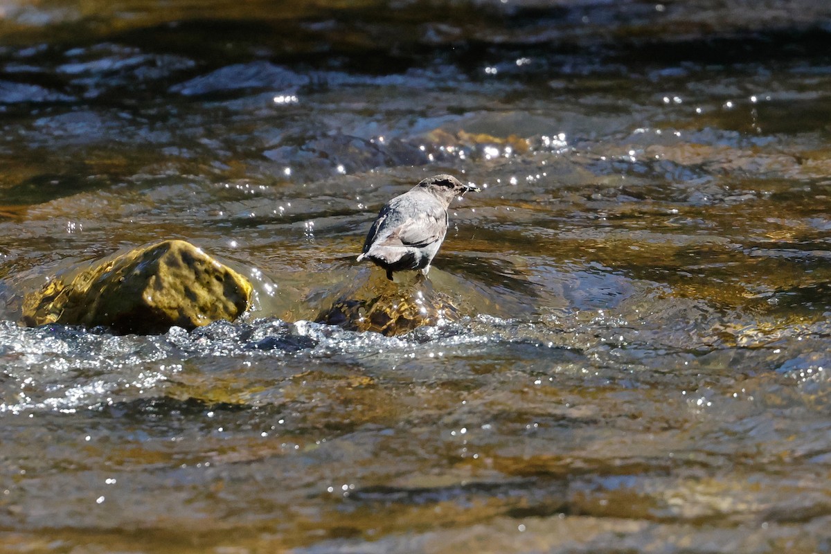 American Dipper - ML620503038