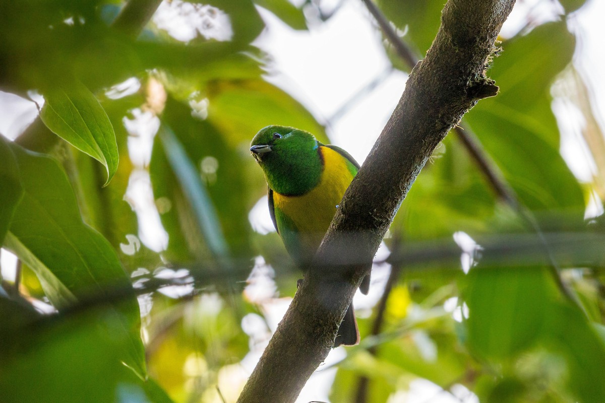 Blue-crowned Chlorophonia - ML620503044