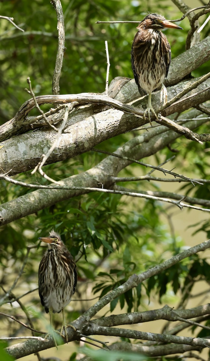 Green Heron - ML620503046