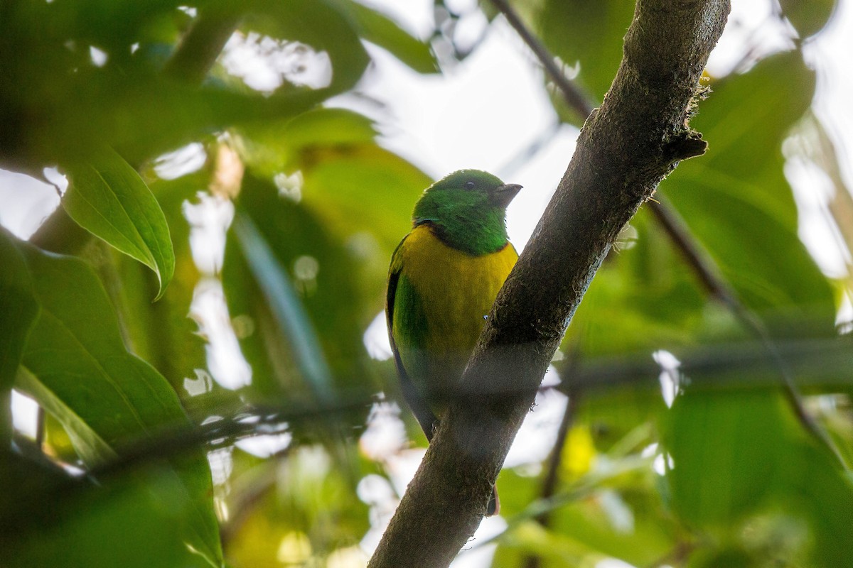 Blue-crowned Chlorophonia - ML620503047