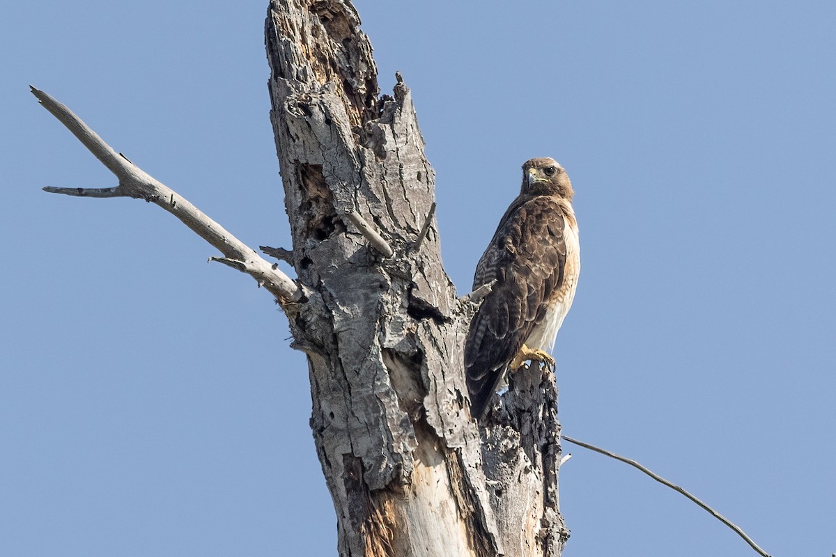 Red-tailed Hawk - ML620503048