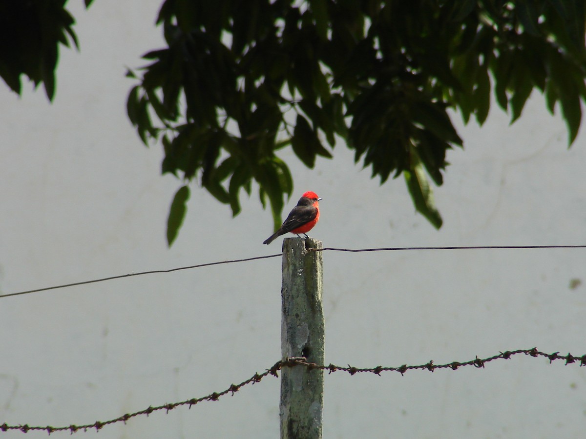 Vermilion Flycatcher - Krzysztof Kasprzyk