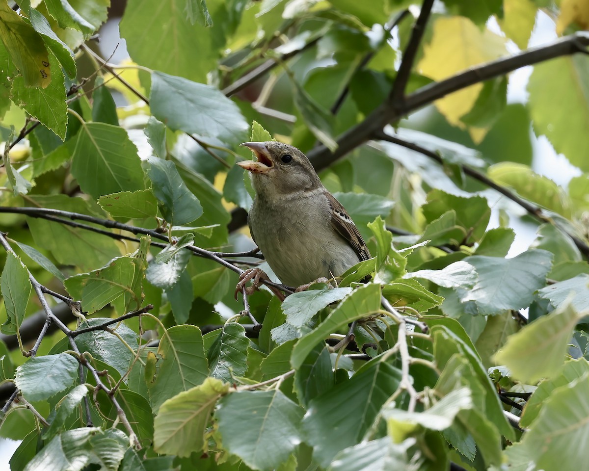 House Sparrow - ML620503050