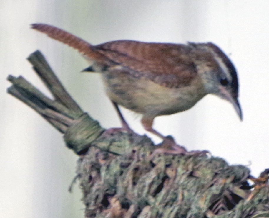 Carolina Wren - ML620503054