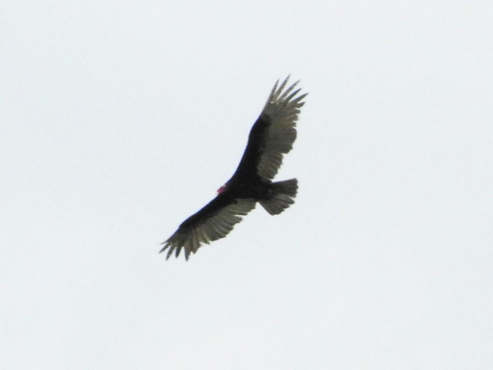 Turkey Vulture - ML620503058