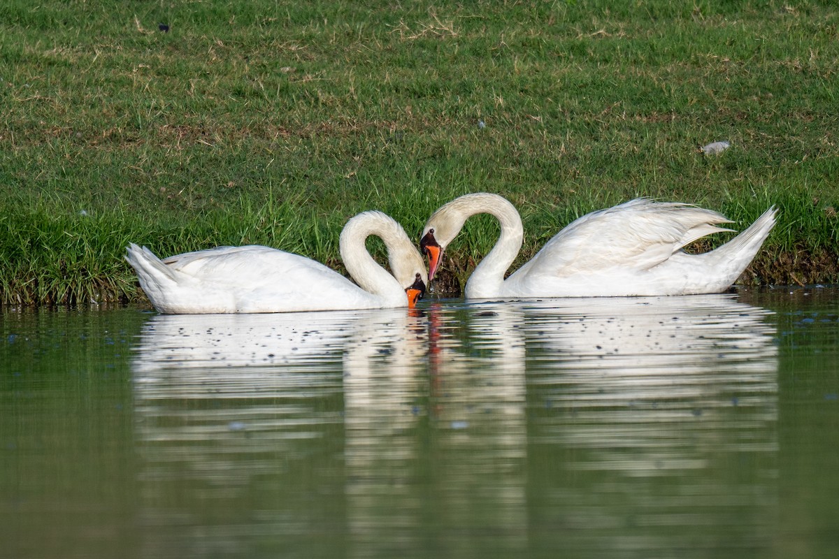 Mute Swan - ML620503059