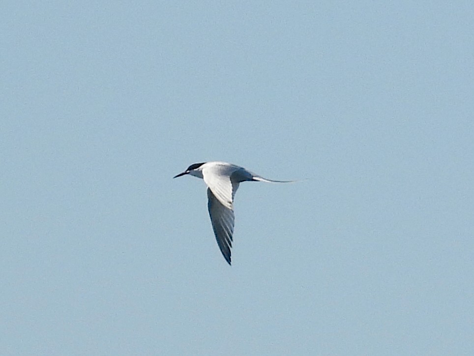 Roseate Tern - ML620503060