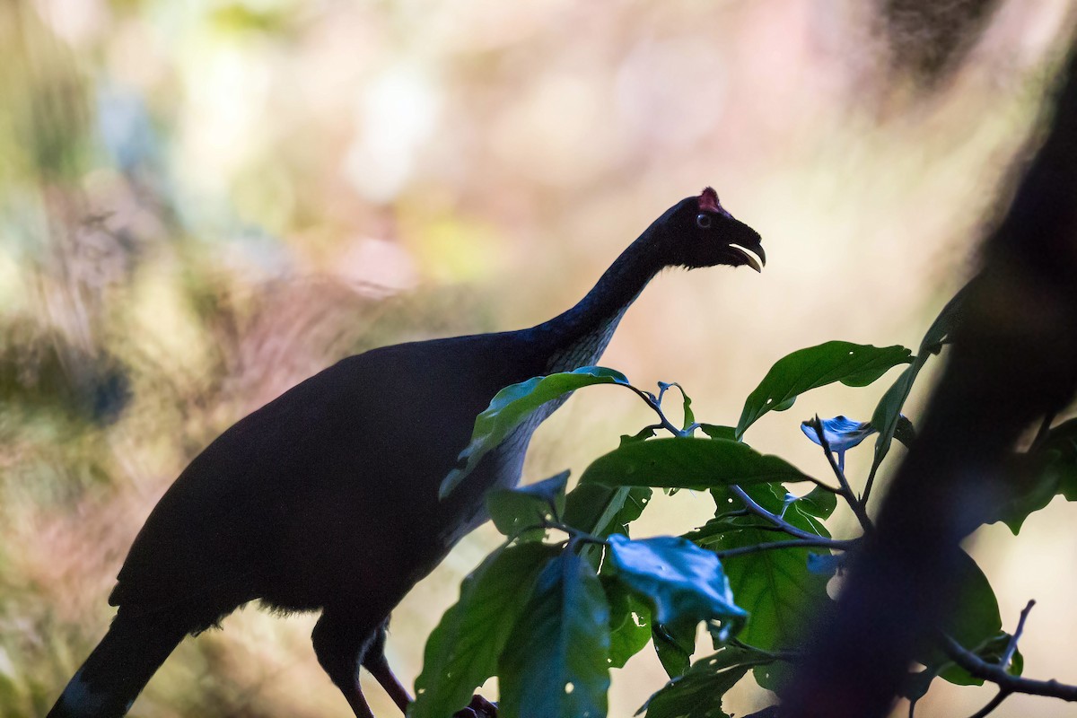 Horned Guan - ML620503063