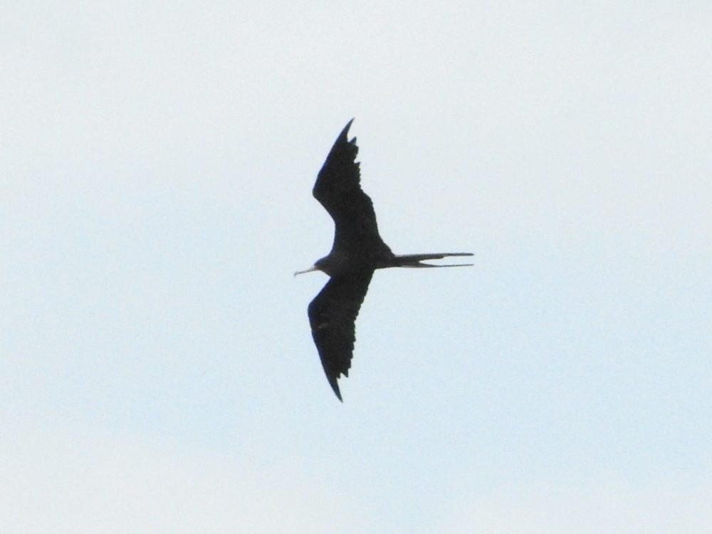 Magnificent Frigatebird - ML620503071