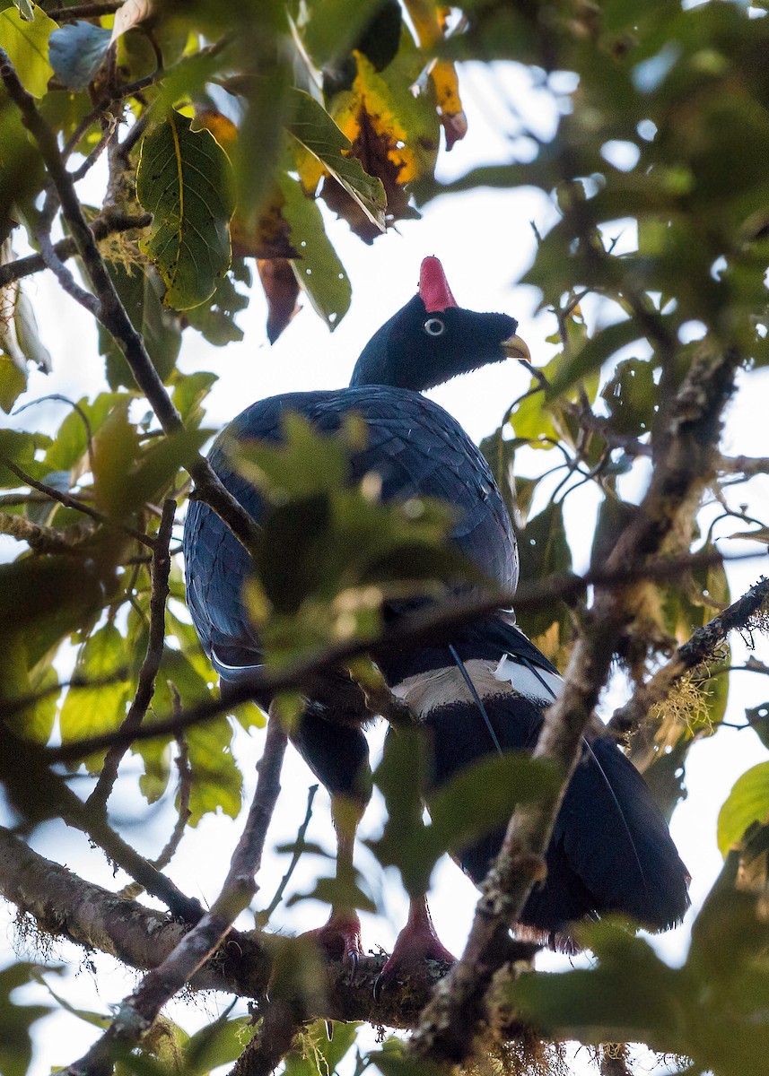 Horned Guan - ML620503072