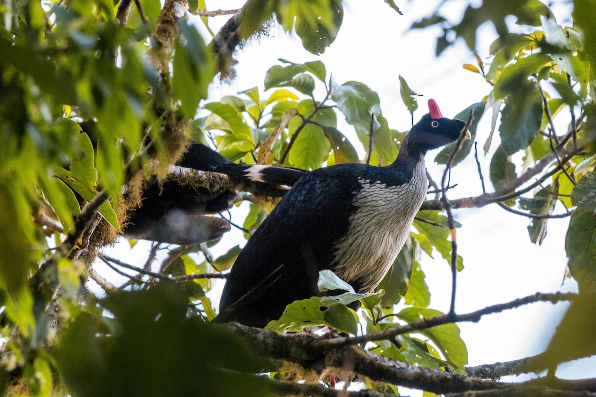 Horned Guan - ML620503075