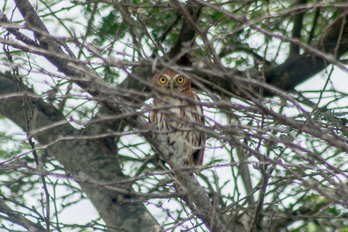 Ferruginous Pygmy-Owl - ML620503076