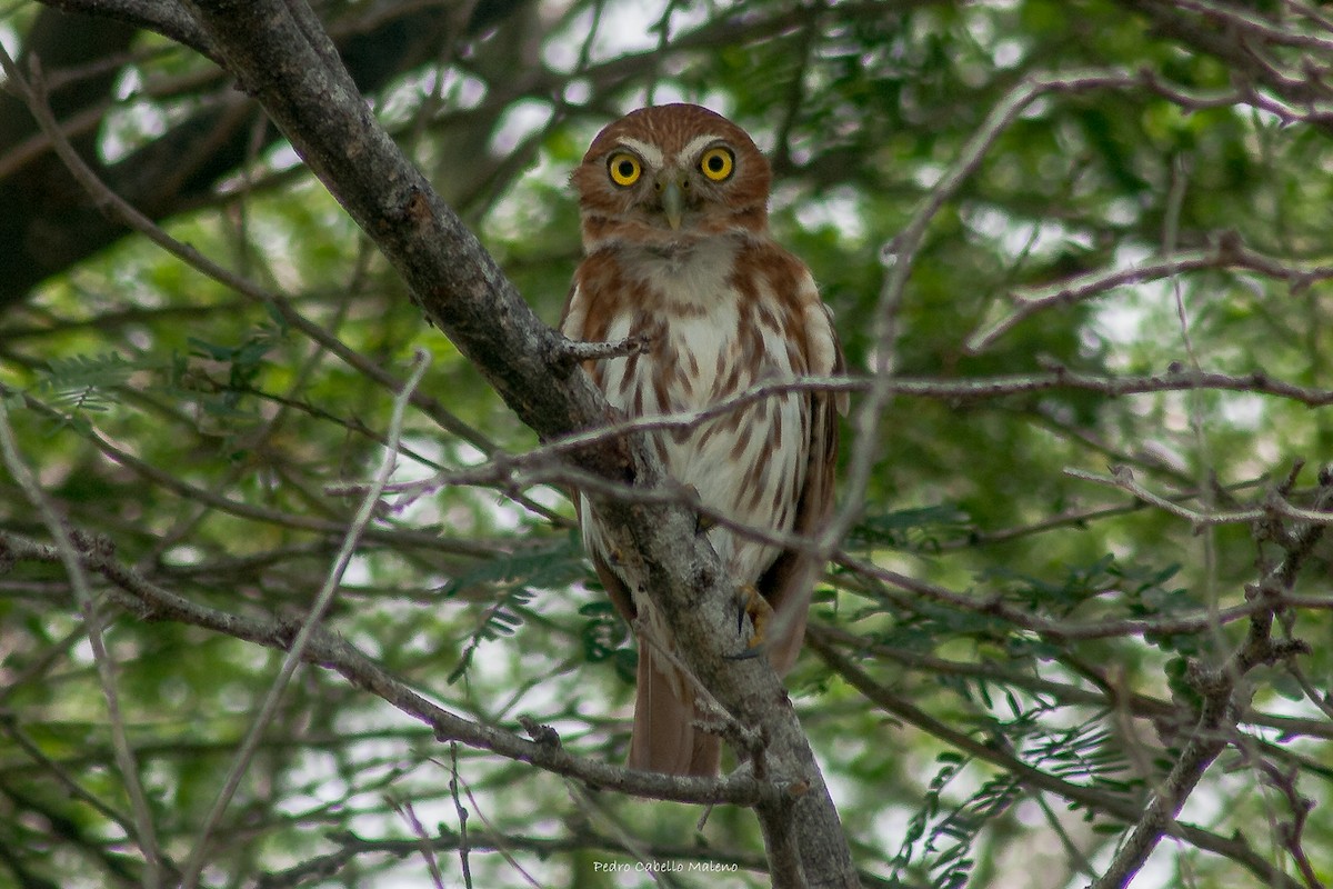 Ferruginous Pygmy-Owl - ML620503078