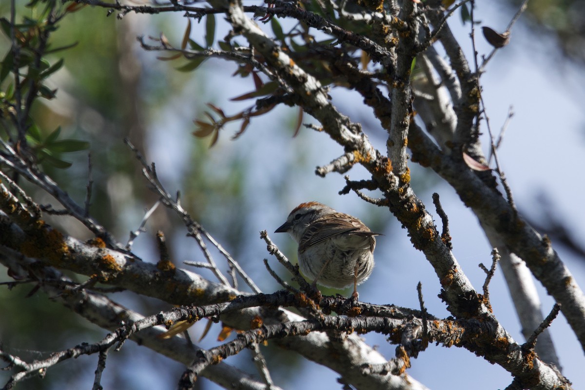 Chipping Sparrow - ML620503081