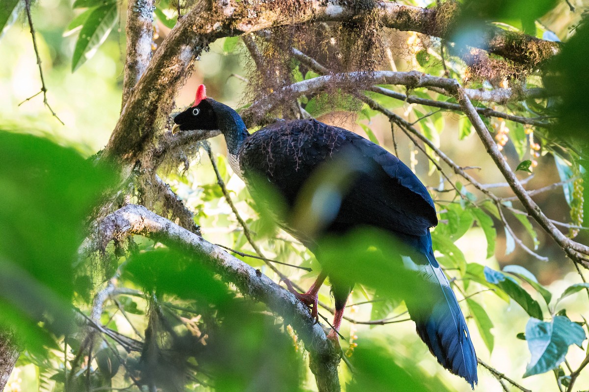 Horned Guan - ML620503087