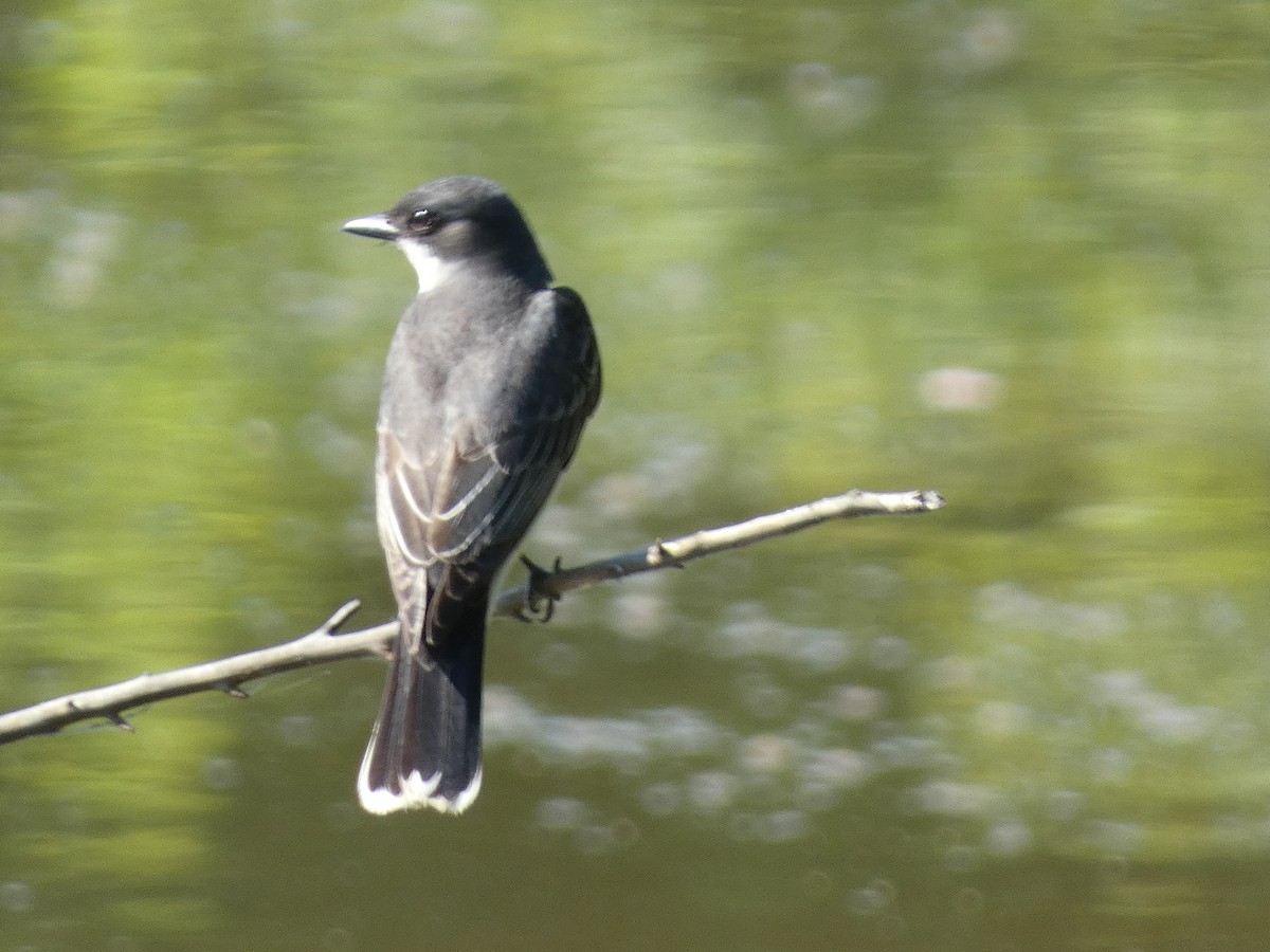 Schieferrücken-Königstyrann - ML620503091