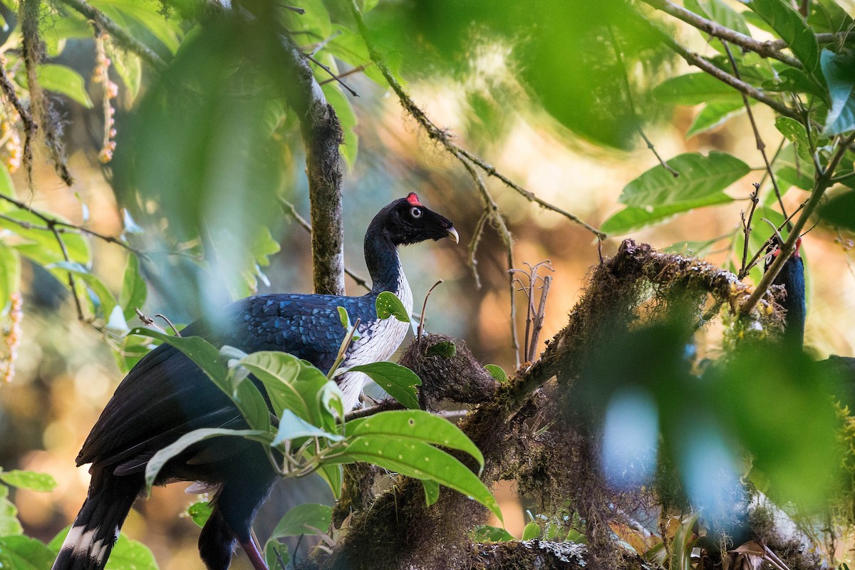 Horned Guan - ML620503093