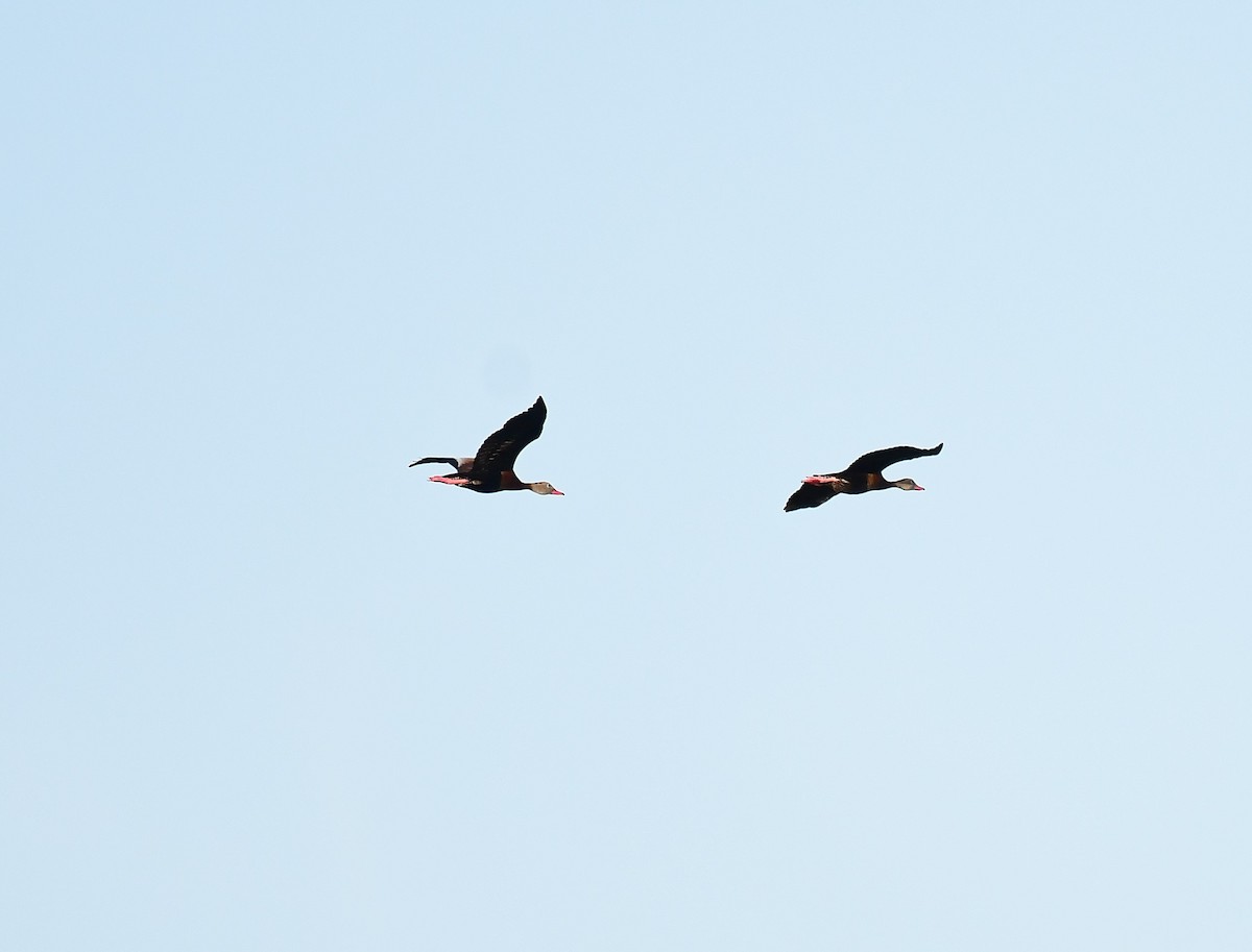 Black-bellied Whistling-Duck - ML620503098