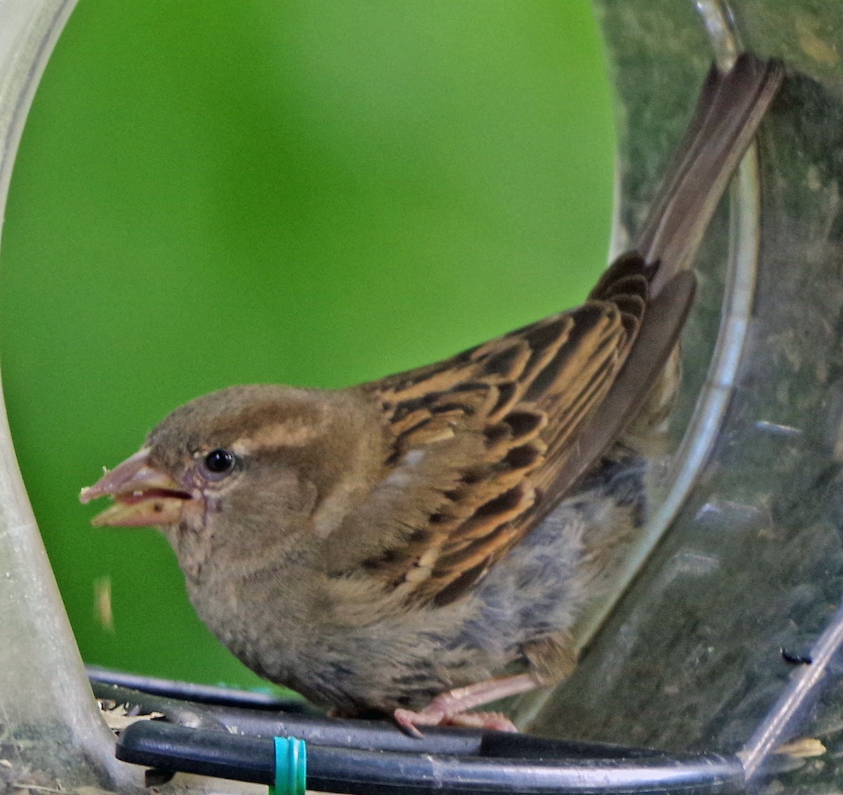 House Sparrow - ML620503100