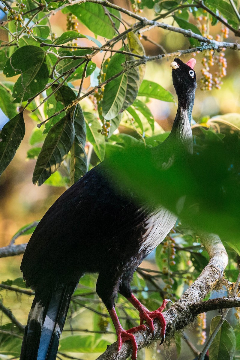 Horned Guan - ML620503101