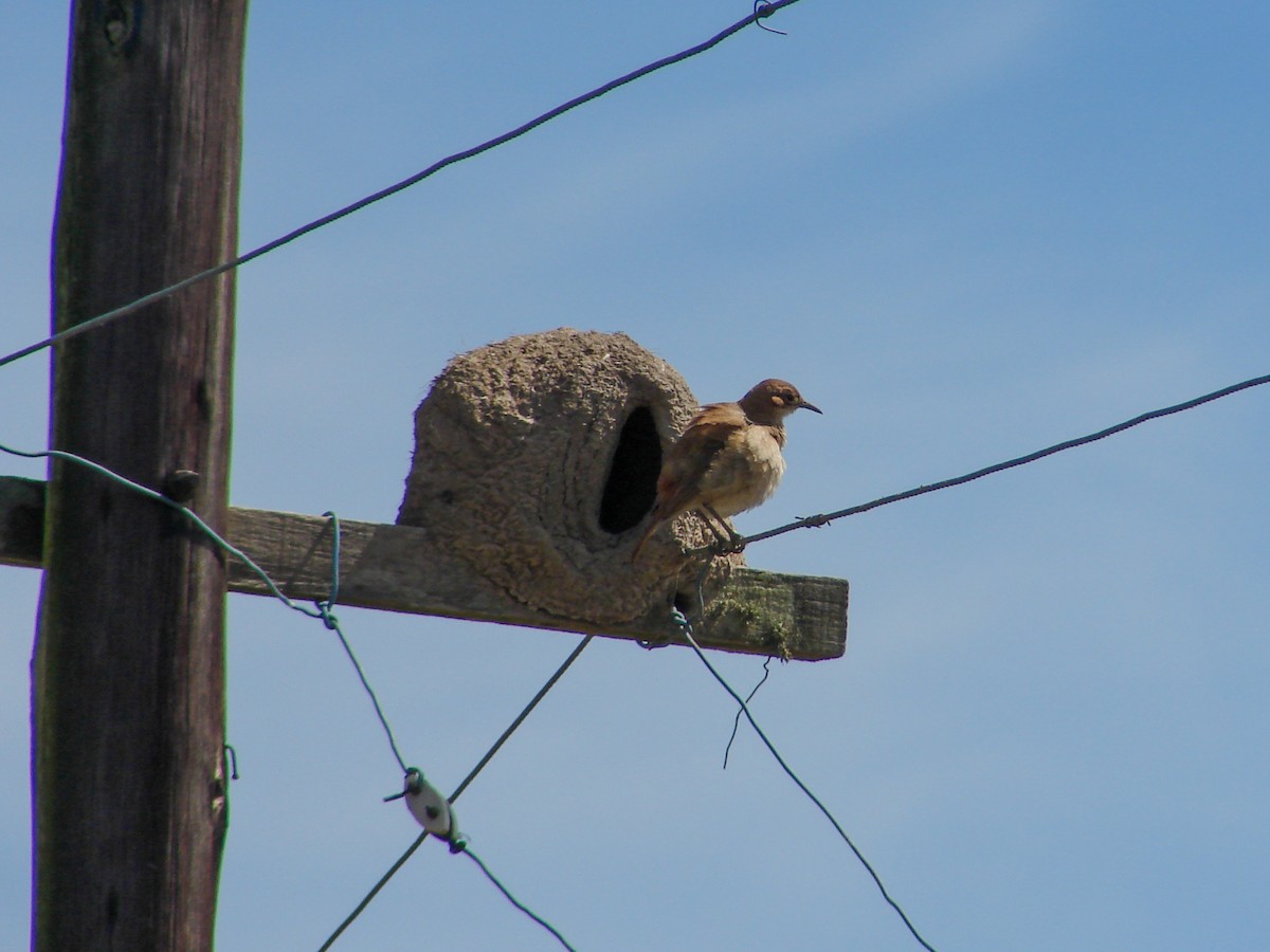 Rufous Hornero - ML620503103