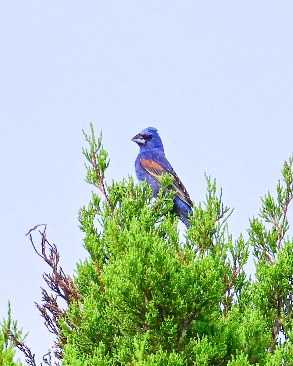 Blue Grosbeak - ML620503107