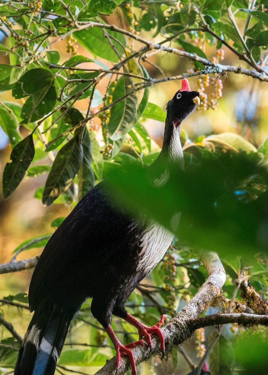 Horned Guan - ML620503109