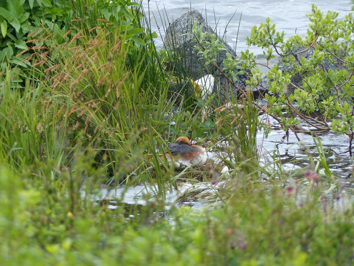 Horned Grebe - Kai Victor