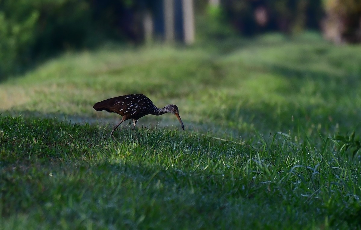 Limpkin - ML620503112