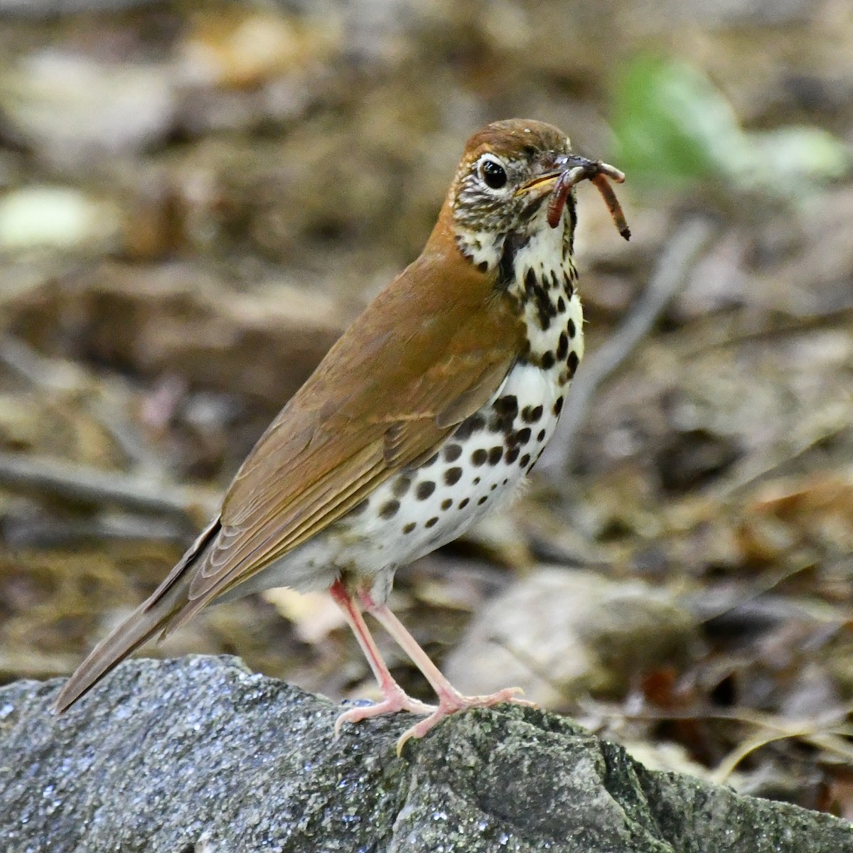 Wood Thrush - Kevin Kelly