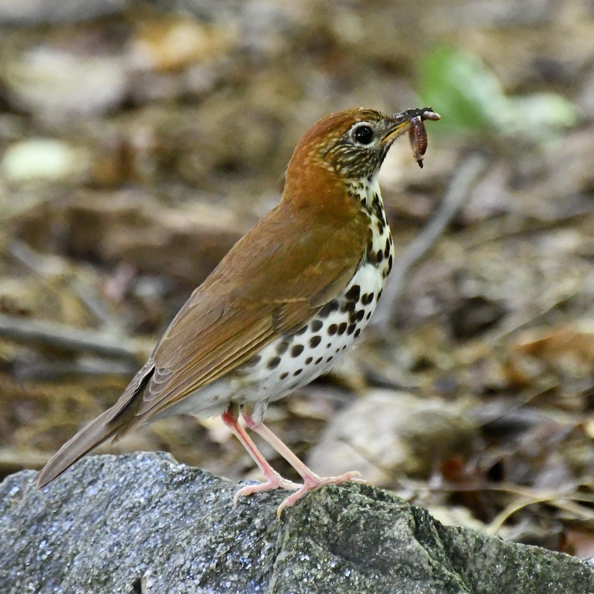 Wood Thrush - ML620503114