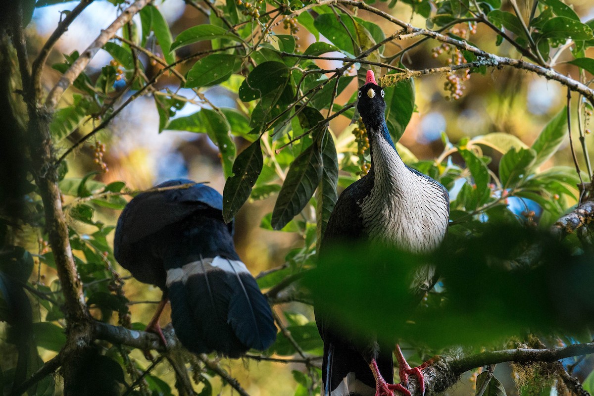 Horned Guan - ML620503115