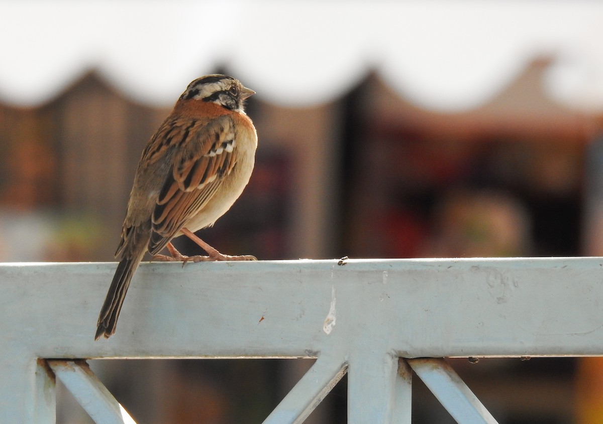 Rufous-collared Sparrow - ML620503117